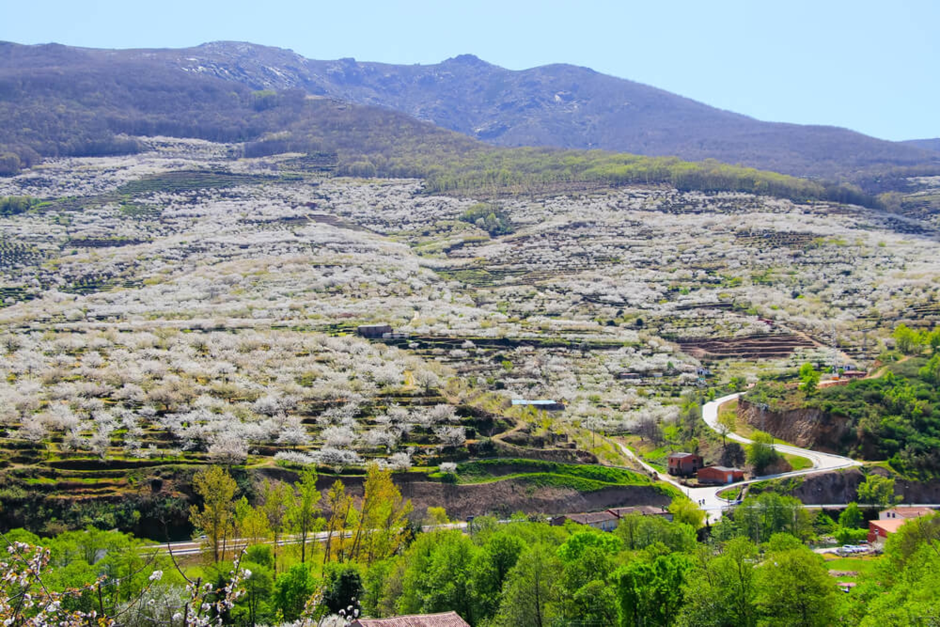 VALLE DEL JERTE RECOGIDA DE LA CEREZA
